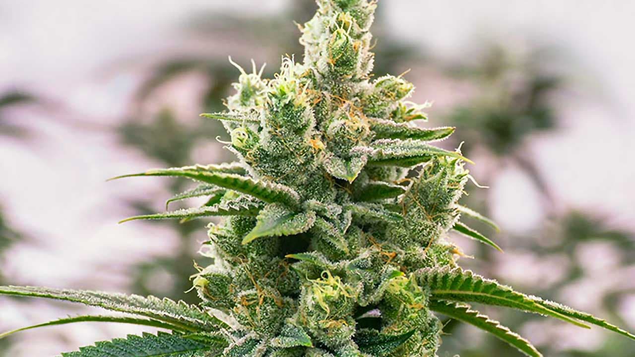 CBD Blüten kaufen – Für die beste Indoor-Qualität und den besten Geschmack