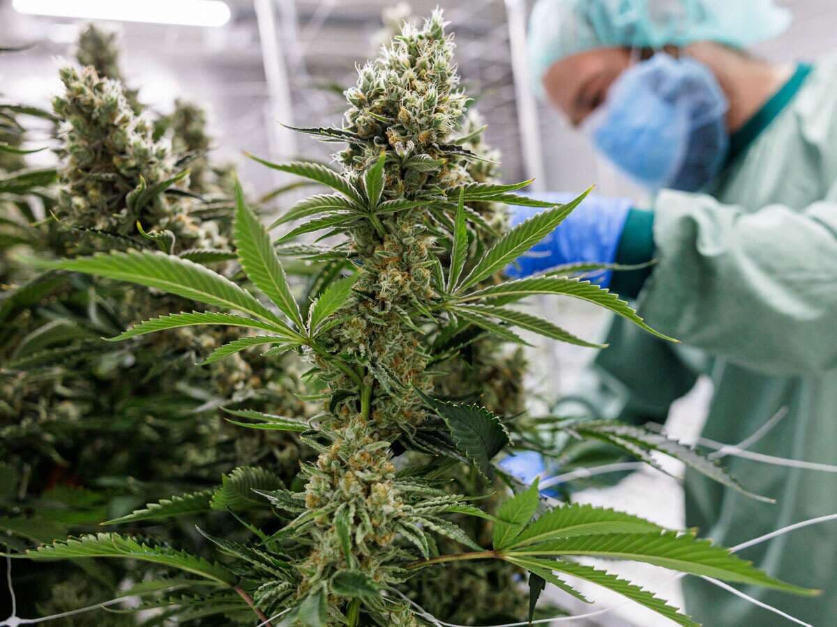 Spezialzüchtungen für Kenner – Weed Samen kaufen in Premium-Qualität