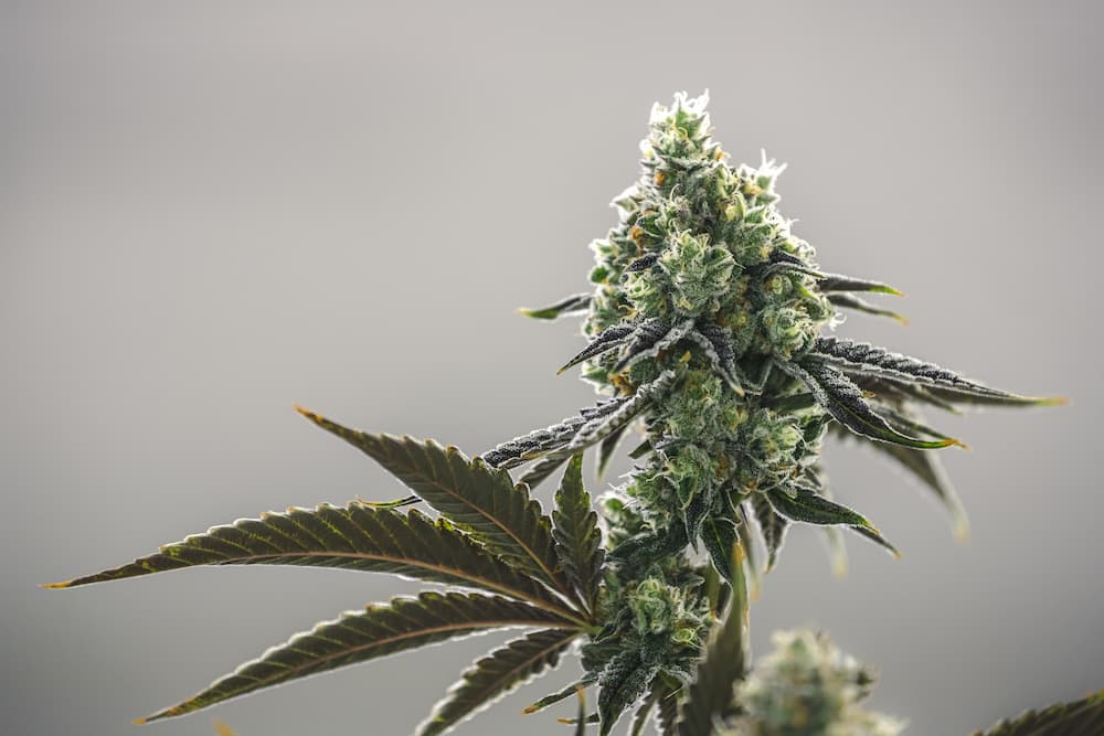 Spezialzüchtungen für Kenner – Weed Samen kaufen in Premium-Qualität